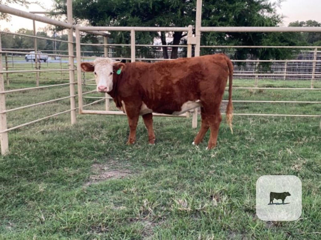 Cattle Range Listing Photo