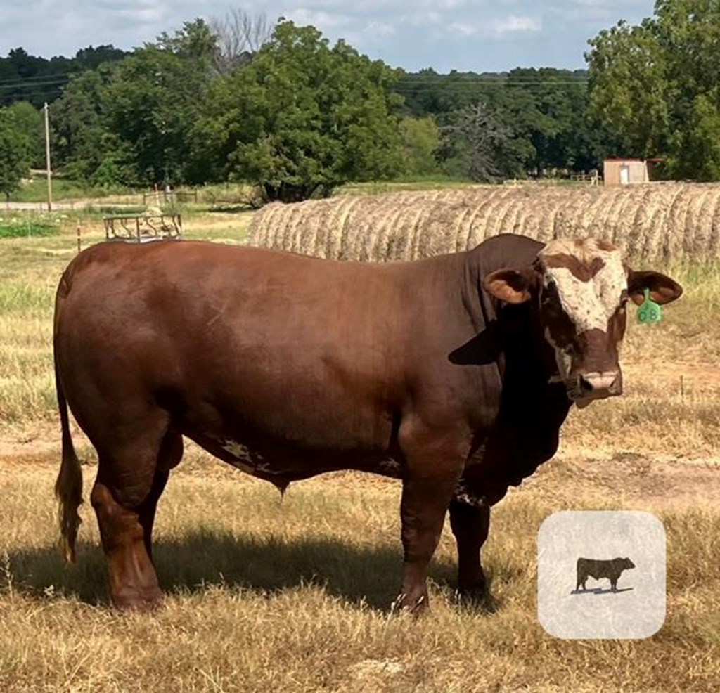 Cattle Range Listing Photo