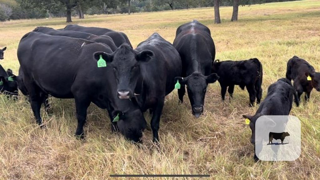 Cattle Range Listing Photo