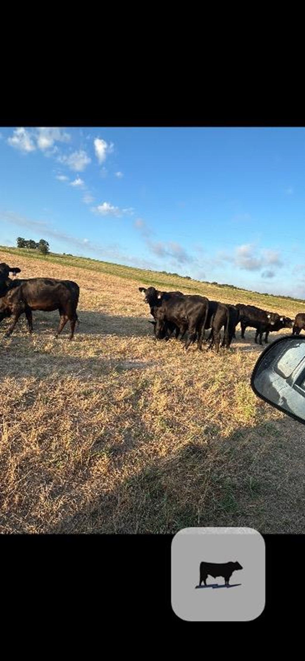 Cattle Range Listing Photo