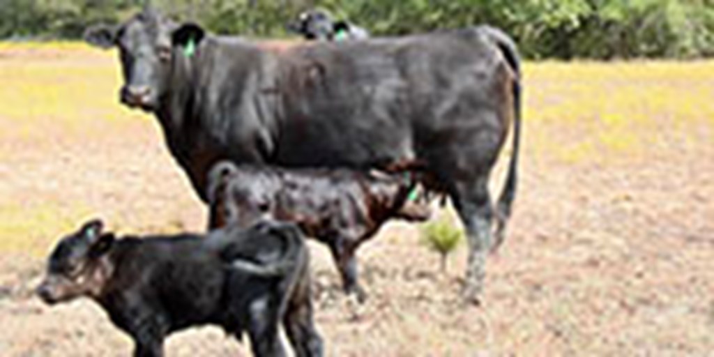 Cattle Range Listing Photo