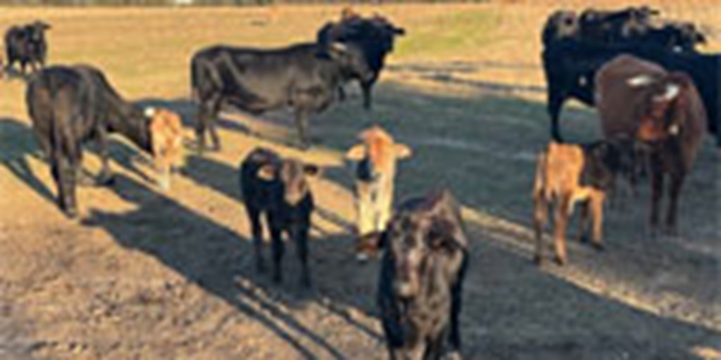 33 Brahman Cross Cows w/ 15+ Calves... Northeast TX