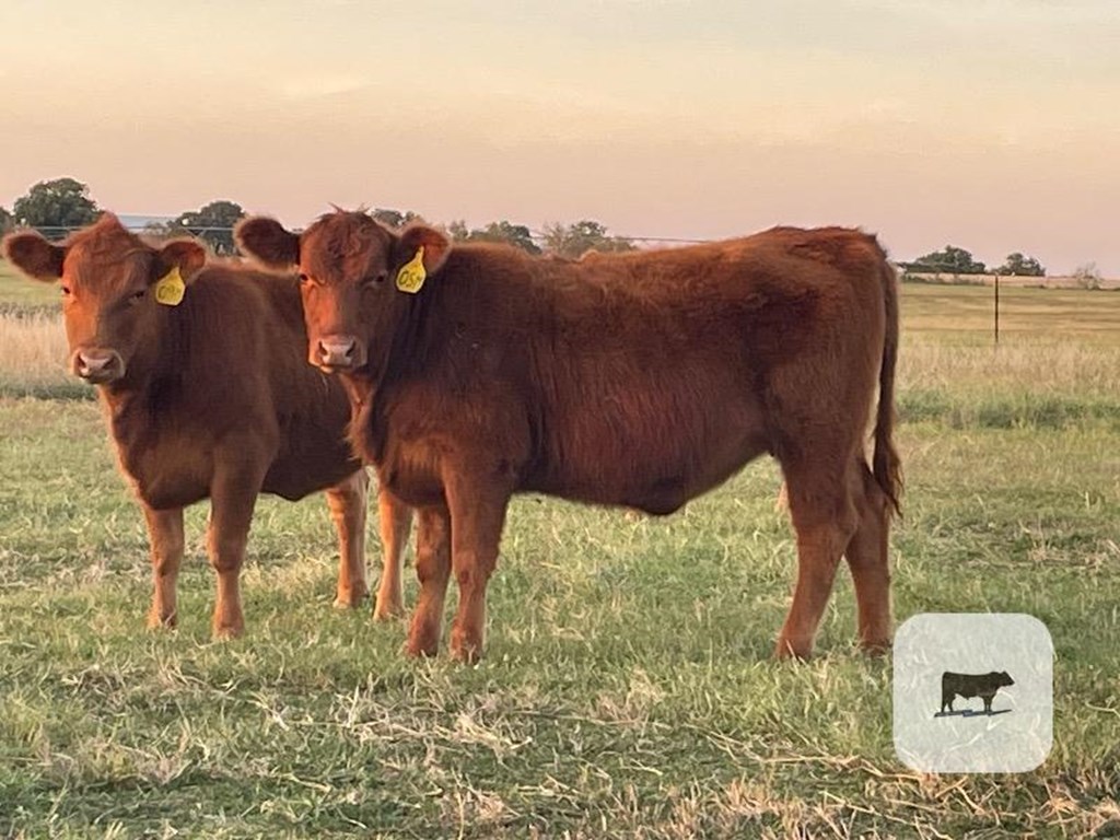 Cattle Range Listing Photo