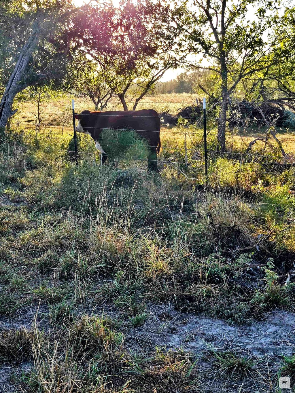 Cattle Range Listing Photo