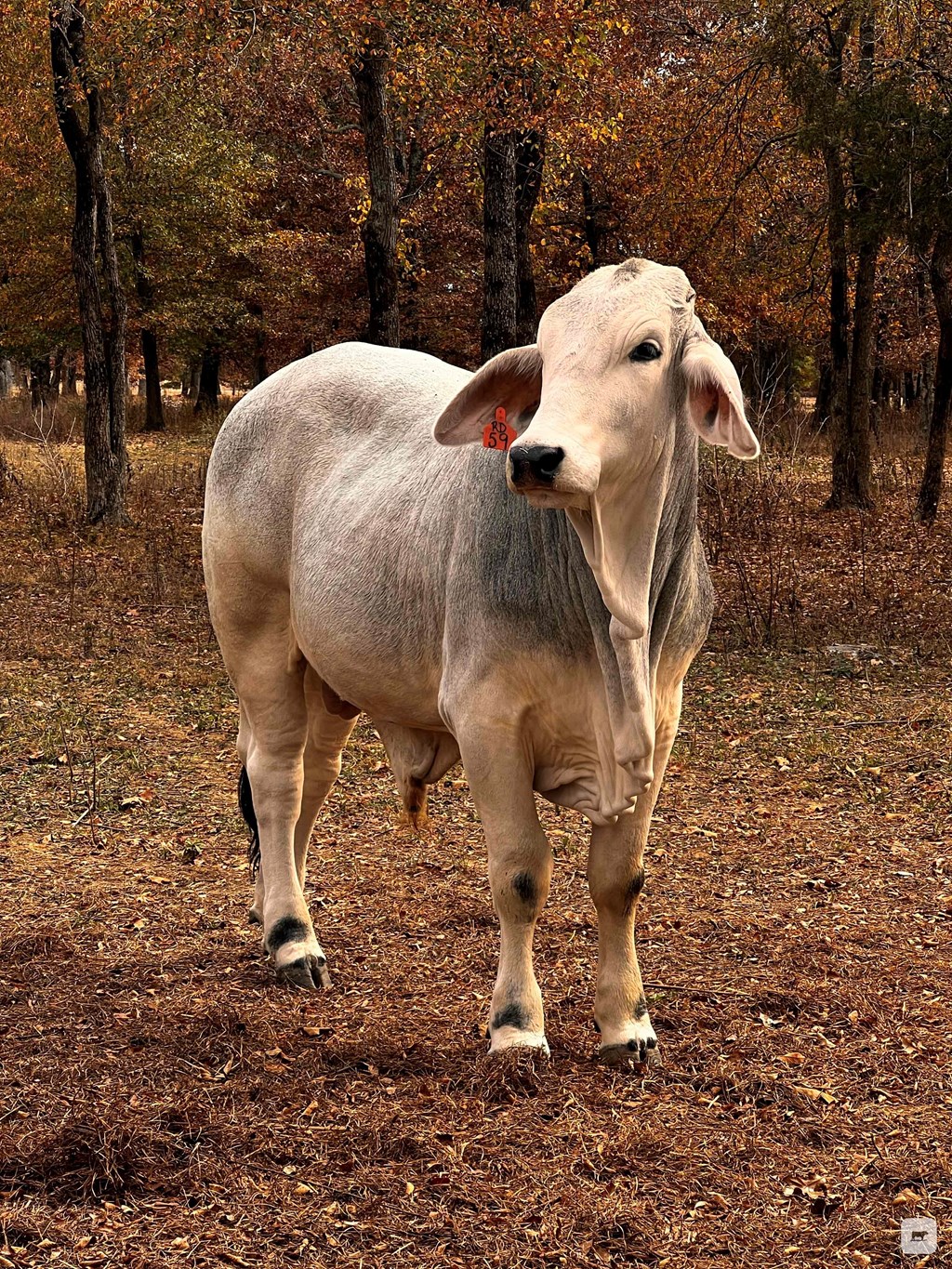 Cattle Range Listing Photo