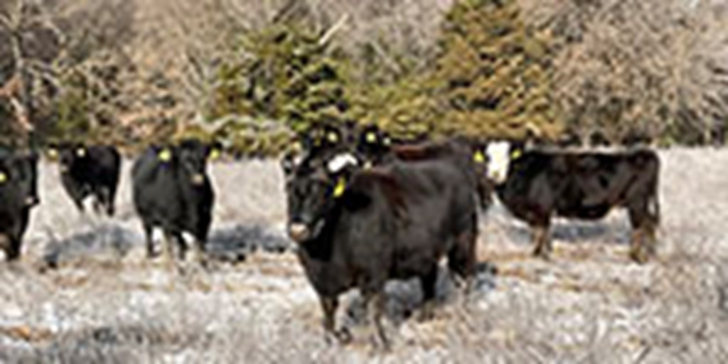 43 Angus & BMF Cows... Southwest MO