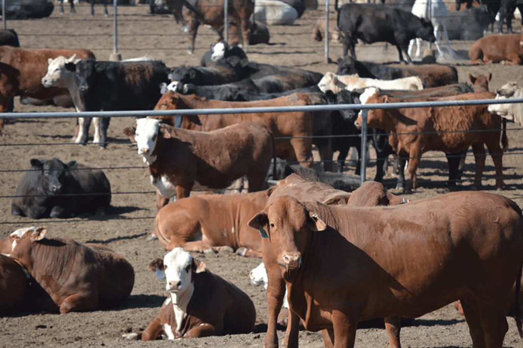 United States Cattle on Feed Down Slightly