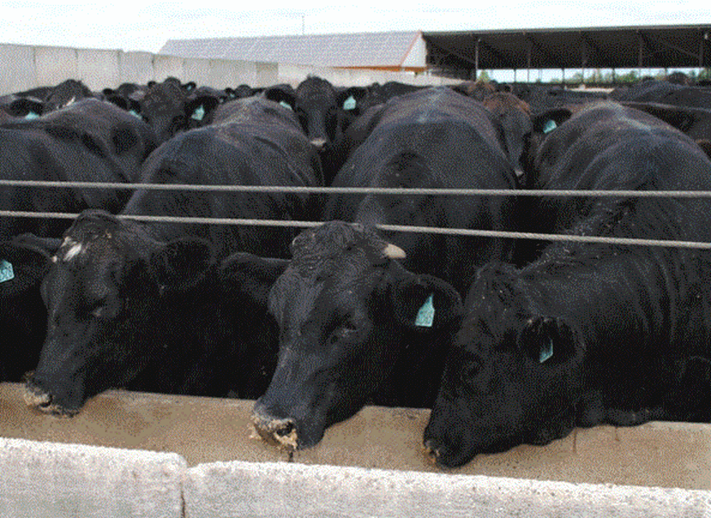 More Dairy-Beef Hybrid Cattle Available; 100% Dairy Steers Lose Value