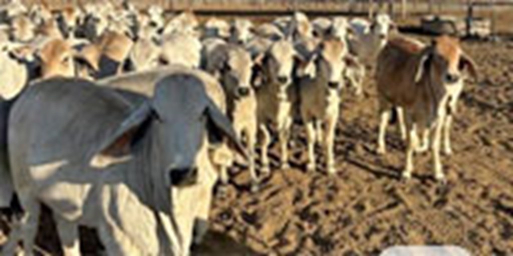 55 Brahman Rep. Heifers... Southeast AZ