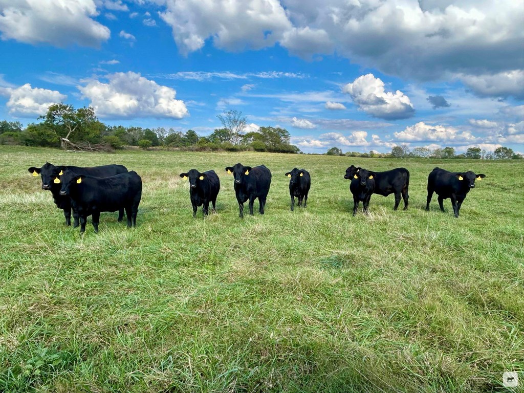 Cattle Range Listing Photo