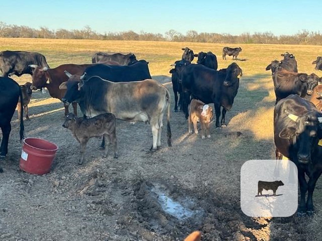 Cattle Range Listing Photo