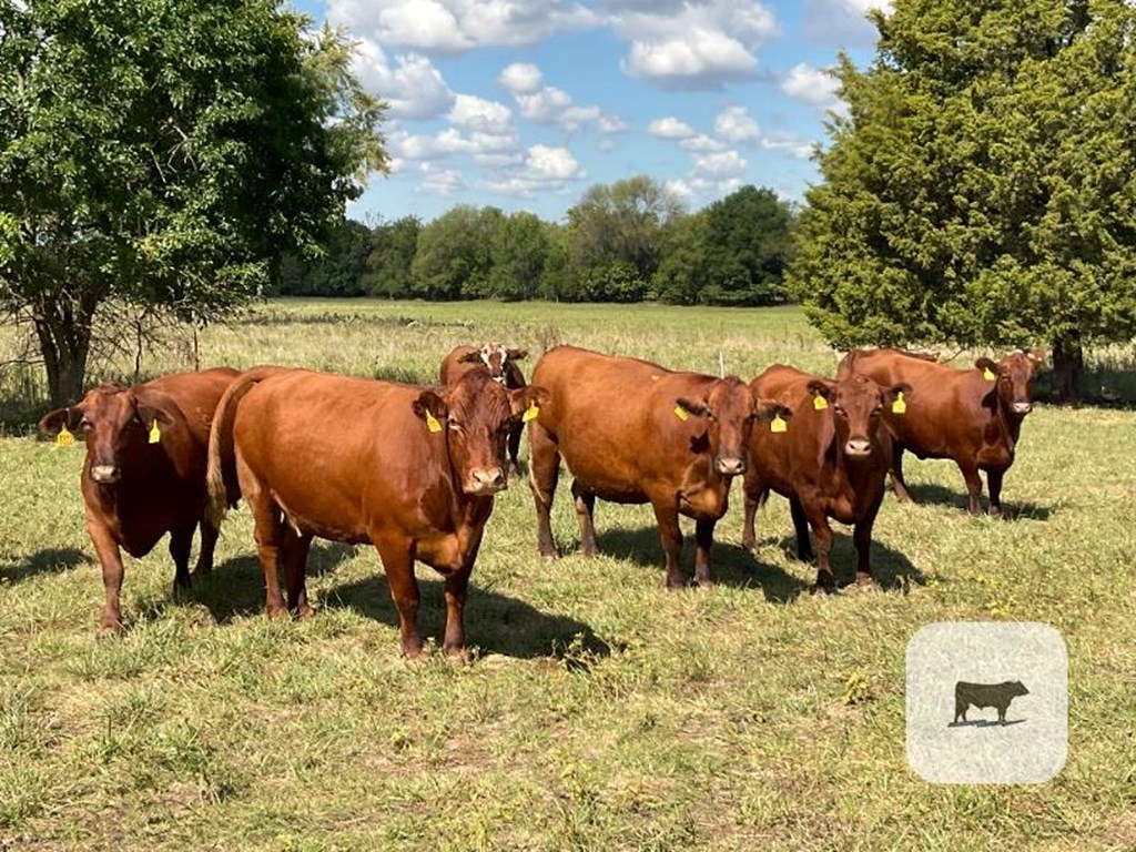 Cattle Range Listing Photo