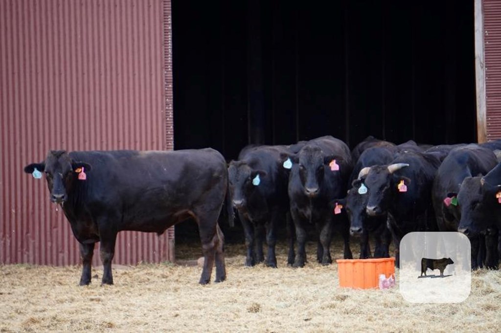 Cattle Range Listing Photo