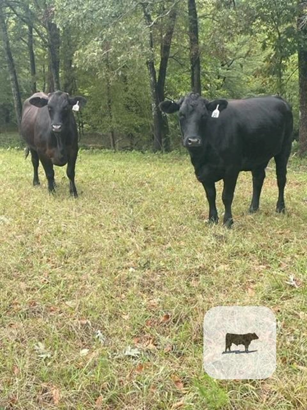 Cattle Range Listing Photo