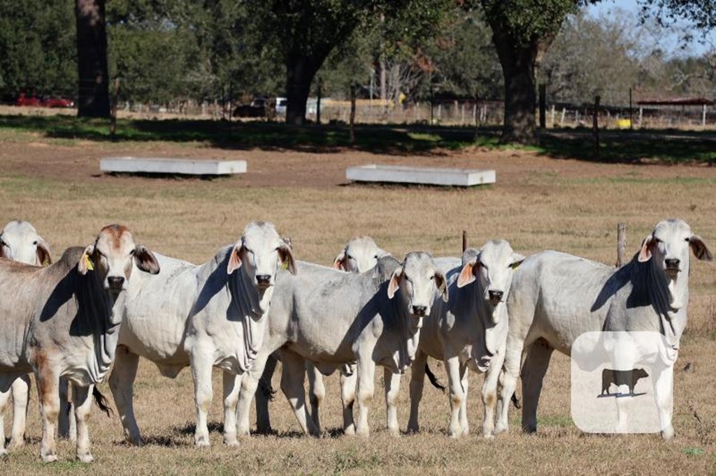 Cattle Range Listing Photo