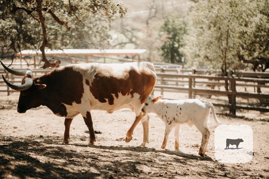 Cattle Range Listing Photo