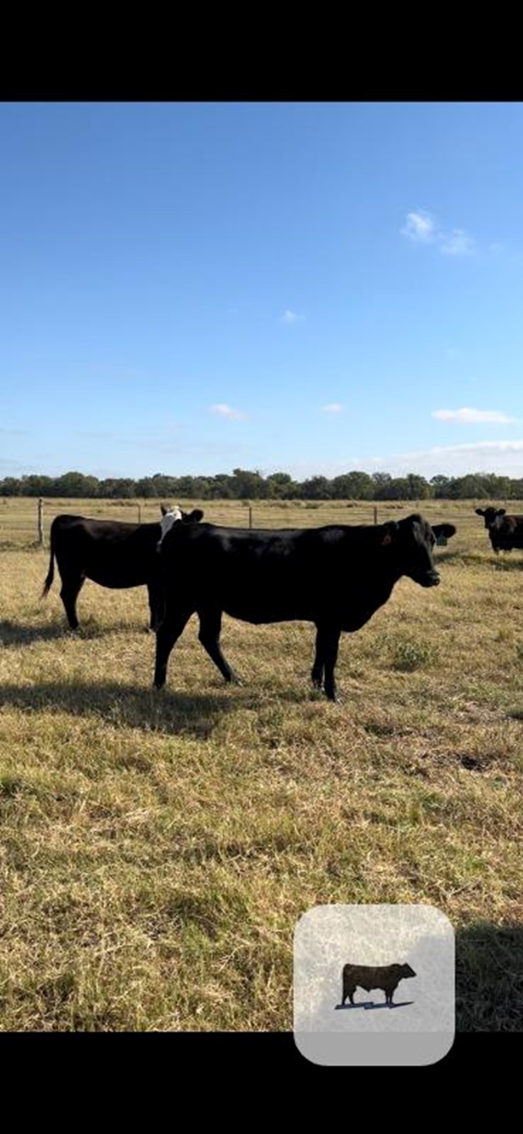 Cattle Range Listing Photo