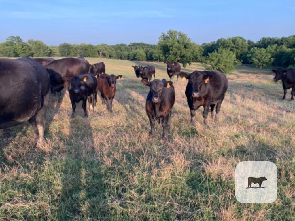 Cattle Range Listing Photo