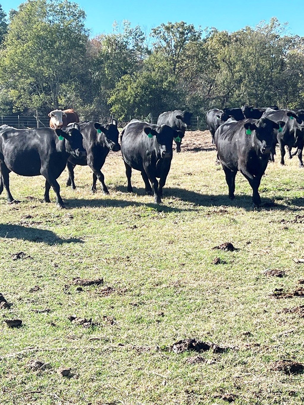 Cattle Range Listing Photo