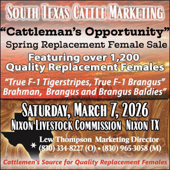 South Texas Cattle Marketing ‘Cattleman’s Opportunity’ Spring Replacement Female Sale