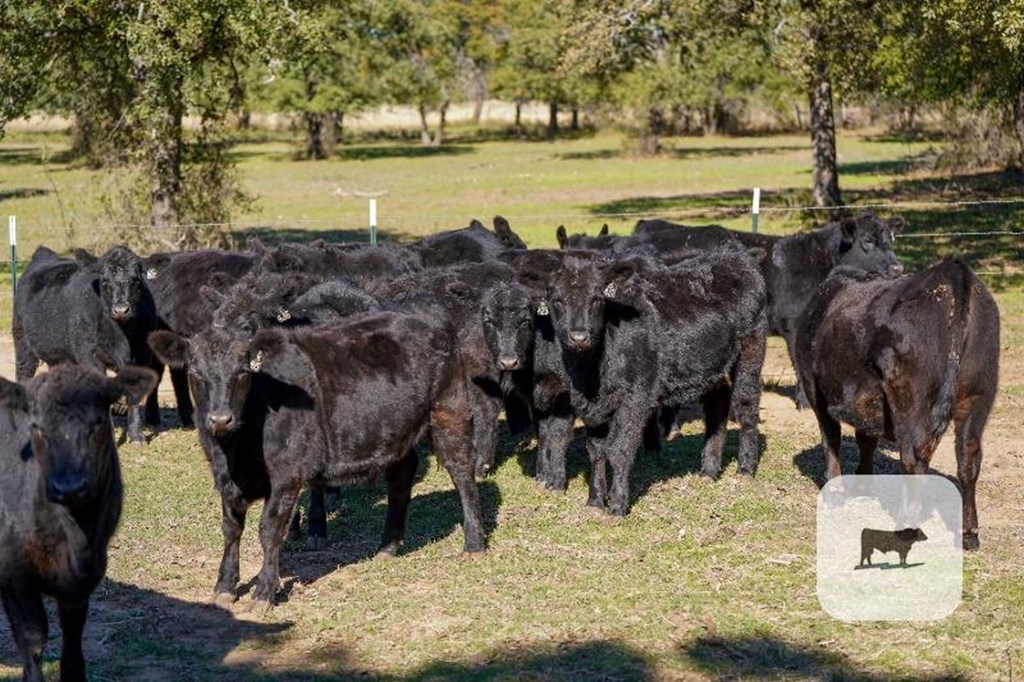 Cattle Range Listing Photo