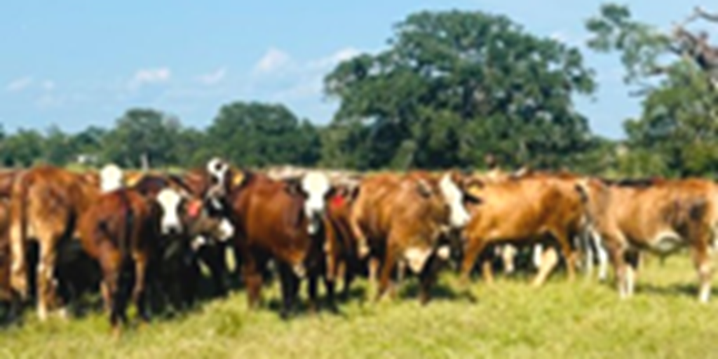 60 Braford/Tigerstripe Bred Heifers... Southeast TX