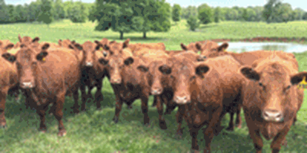 120	Red Angus Cows... Northeast AR