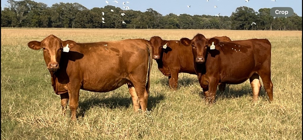 Cattle Range Listing Photo