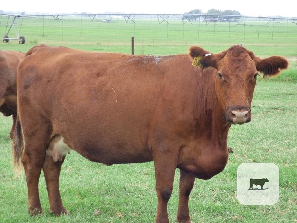 Cattle Range Listing Photo