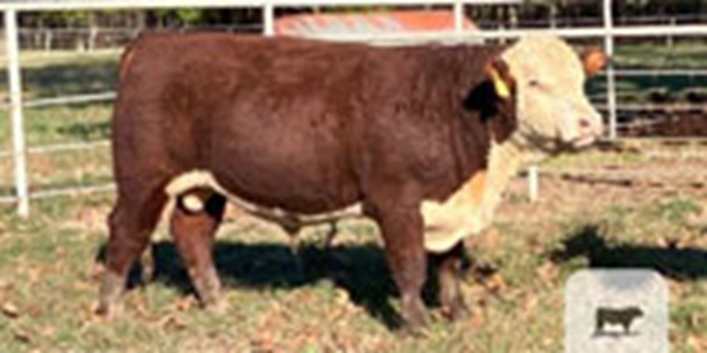 5 Reg. Hereford Bulls... Southeast AR