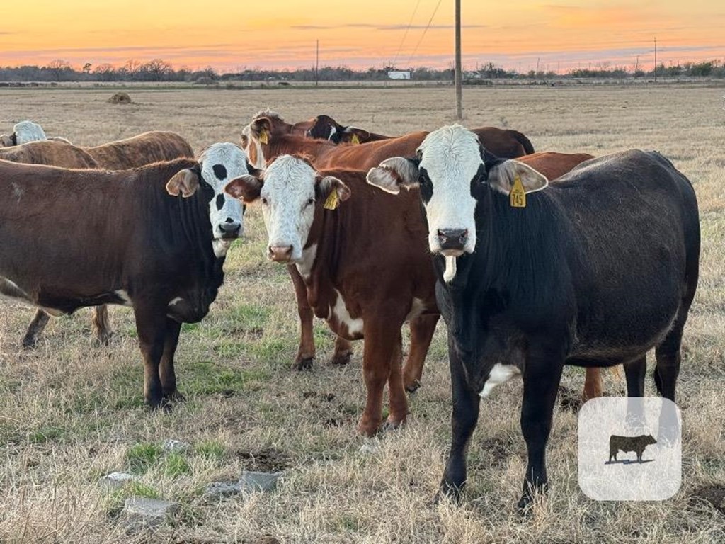 Cattle Range Listing Photo