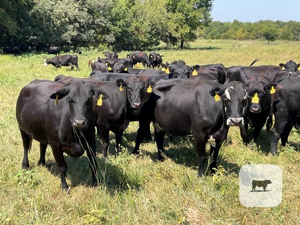 Cattle Range Listing Photo