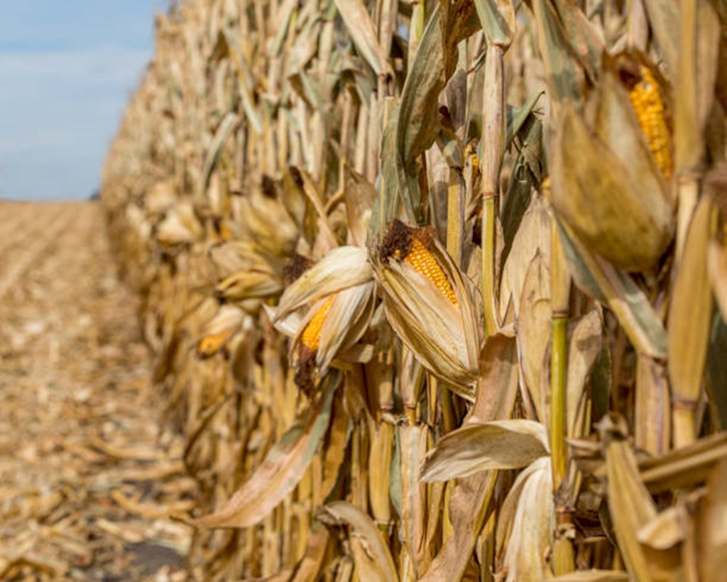 Corn Crop Mature & Harvested as of 10/13/24