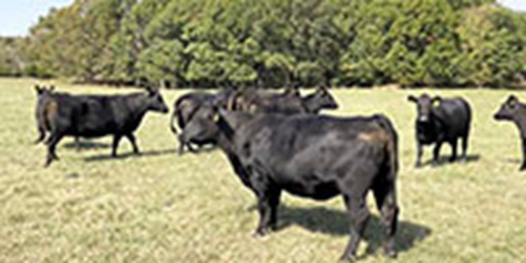 20 Angus & BWF Cows... Southwest MO