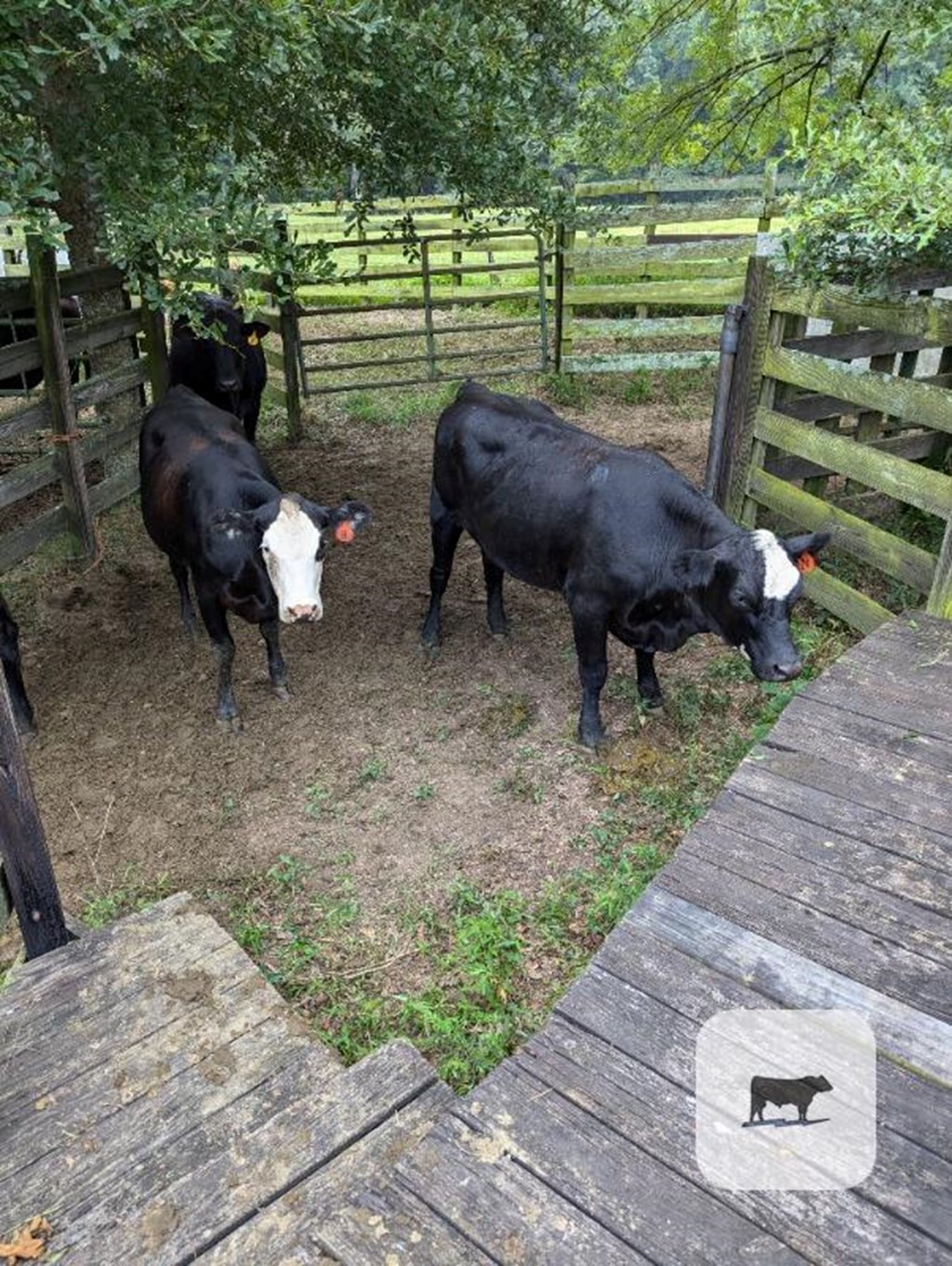 Cattle Range Listing Photo