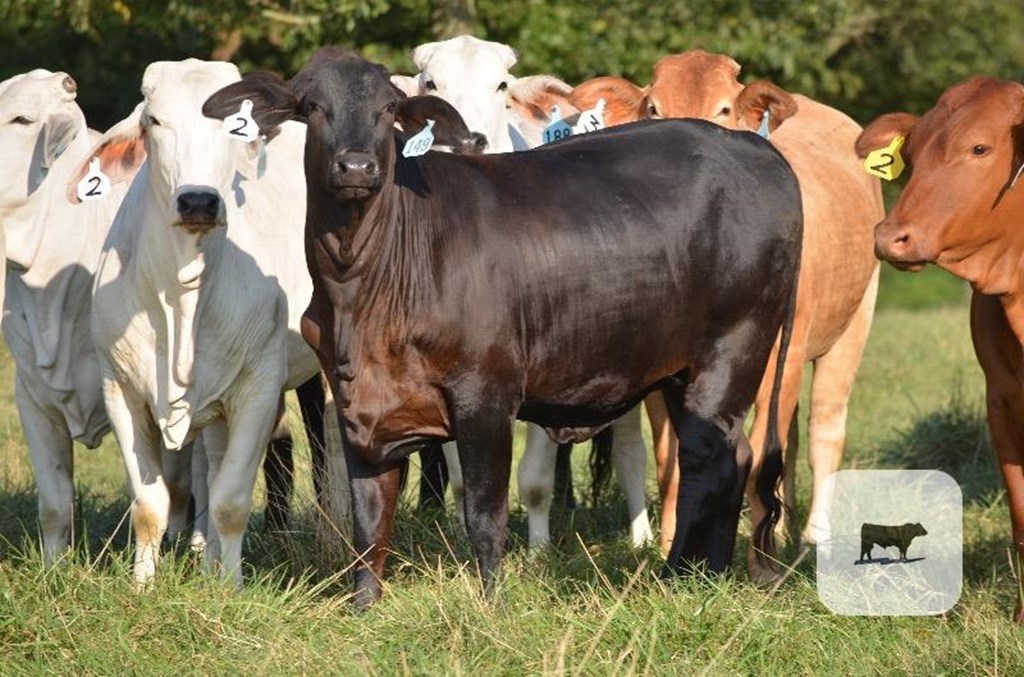 Cattle Range Listing Photo