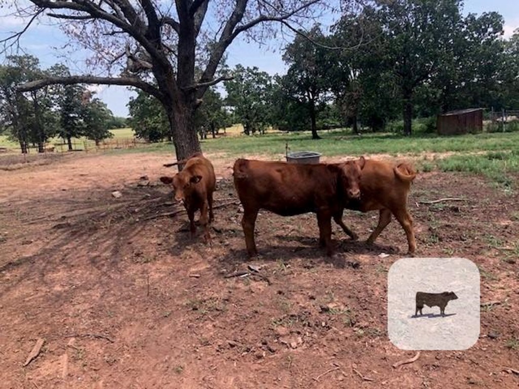 Cattle Range Listing Photo