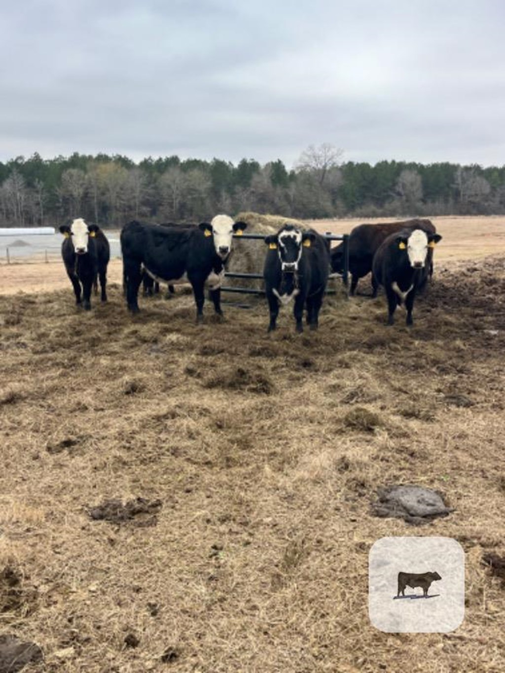 Cattle Range Listing Photo