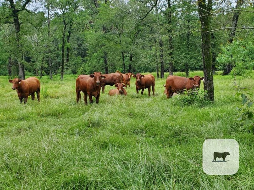 Cattle Range Listing Photo