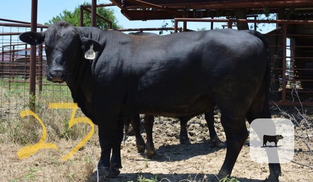 Cattle Range Listing Photo