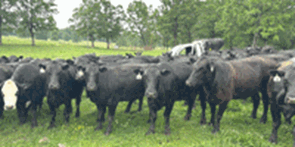 140 Angus Cows & BWF Cows... Northeast AR