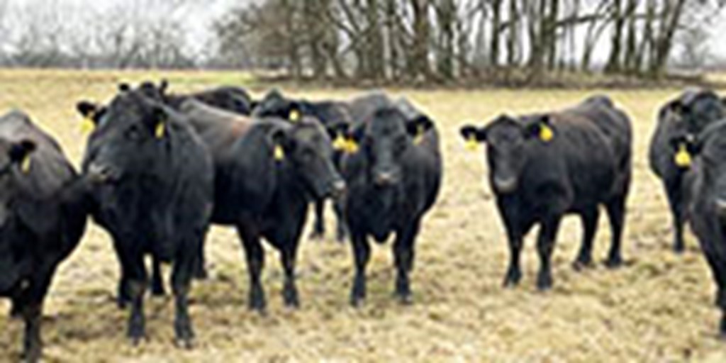 38 Angus & BWF Bred Heifers w/ 10+ Calves... Southwest MO