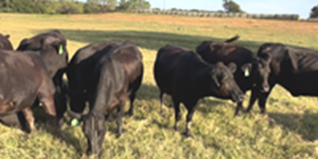 12 Angus 1st-Calf Pairs... Central TX