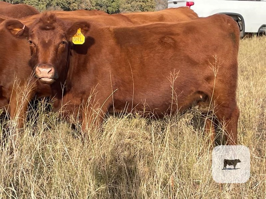 Cattle Range Listing Photo