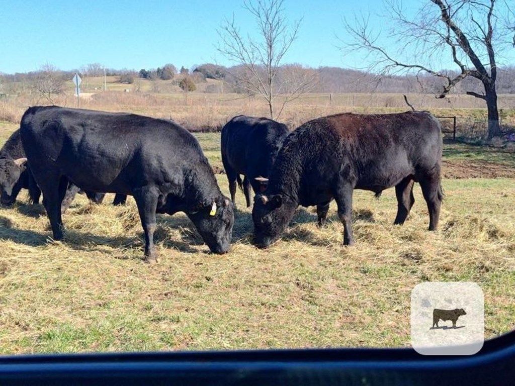 Cattle Range Listing Photo