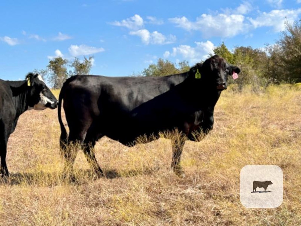 Cattle Range Listing Photo