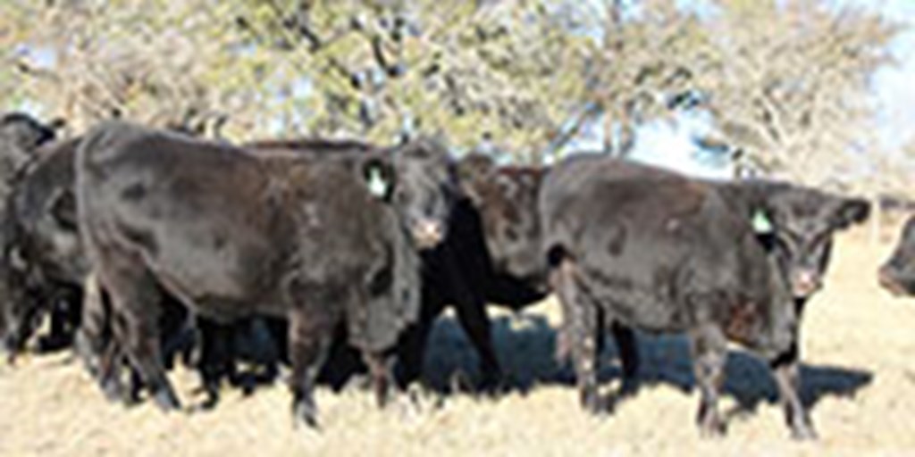 28 Angus Bred Heifers... Central TX