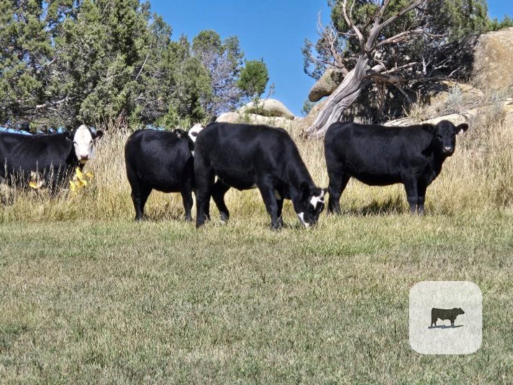 Cattle Range Listing Photo