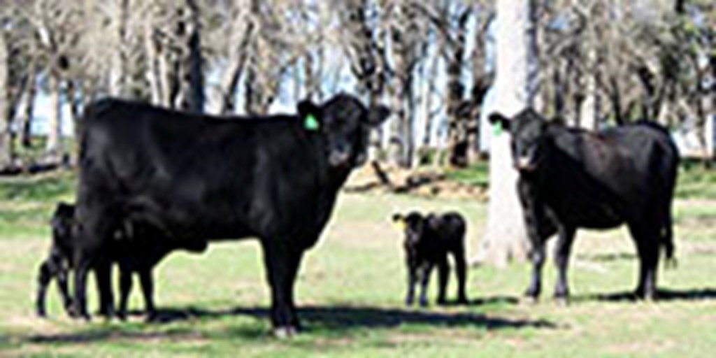 5 Angus 1st-Calf Pairs... Central TX