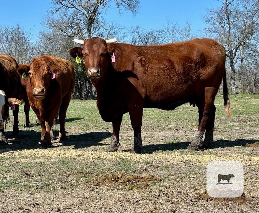 Cattle Range Listing Photo